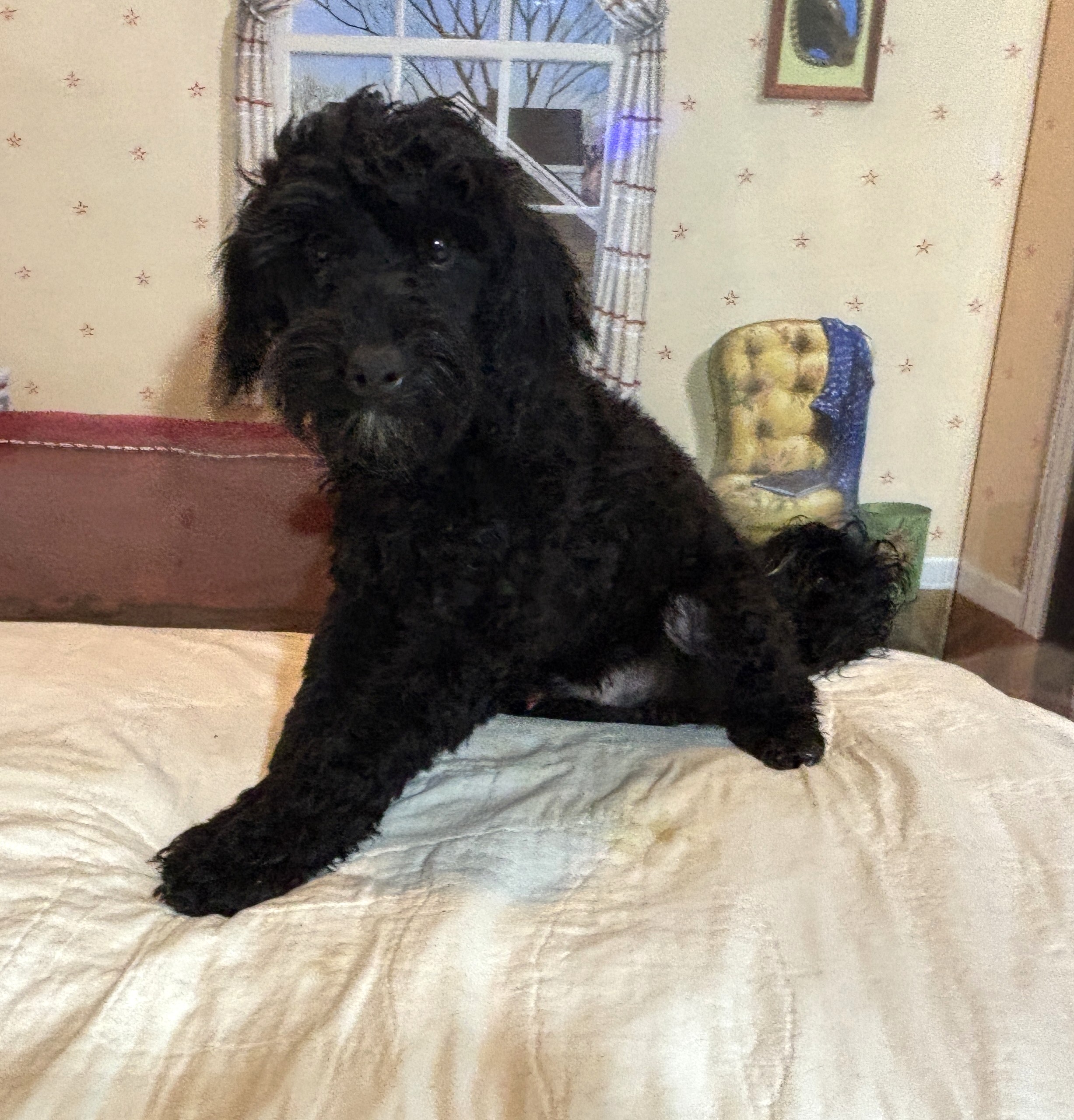 LUCKY – Toy Schnoodle $1800