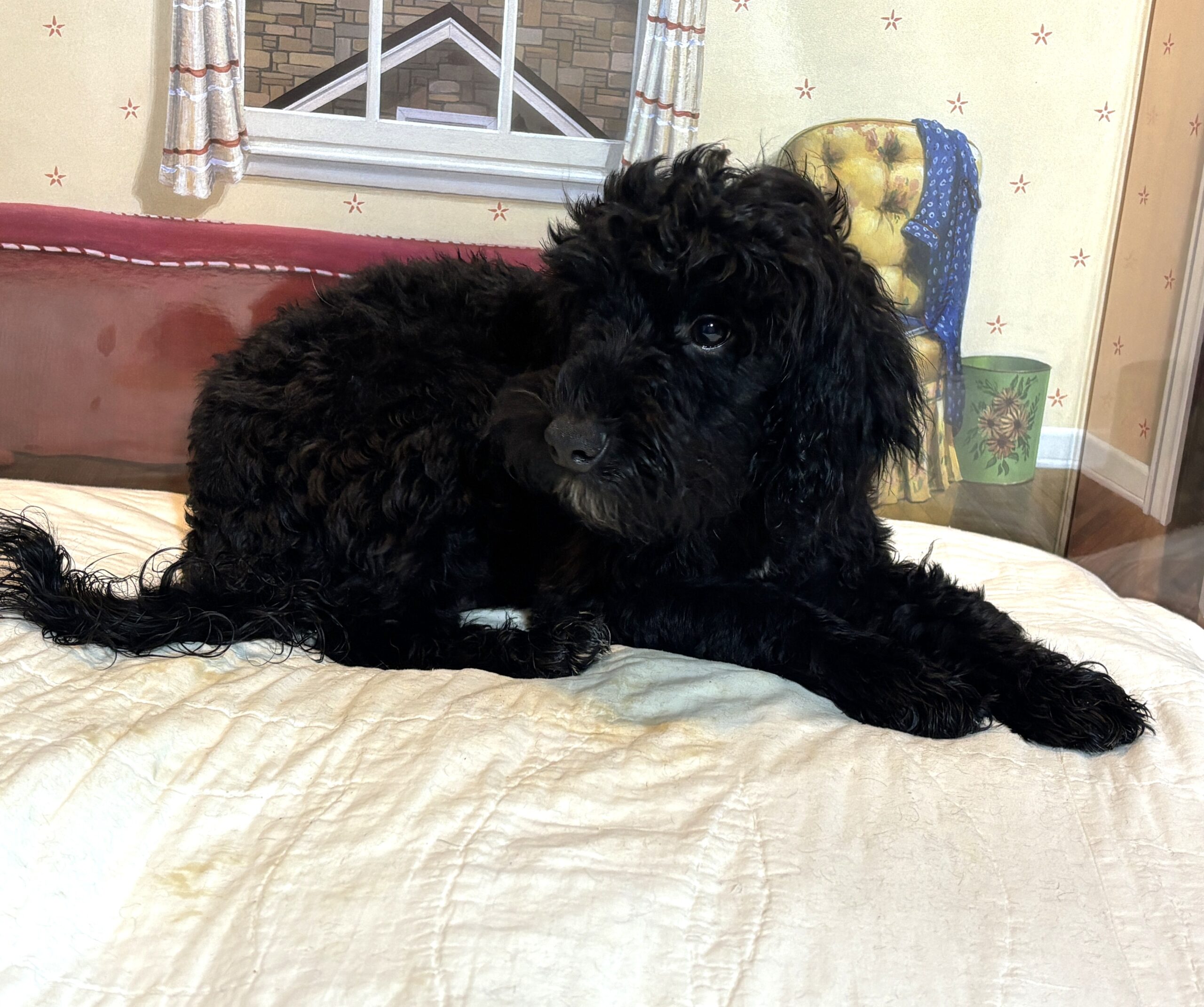 LUCKY – Toy Schnoodle $1800