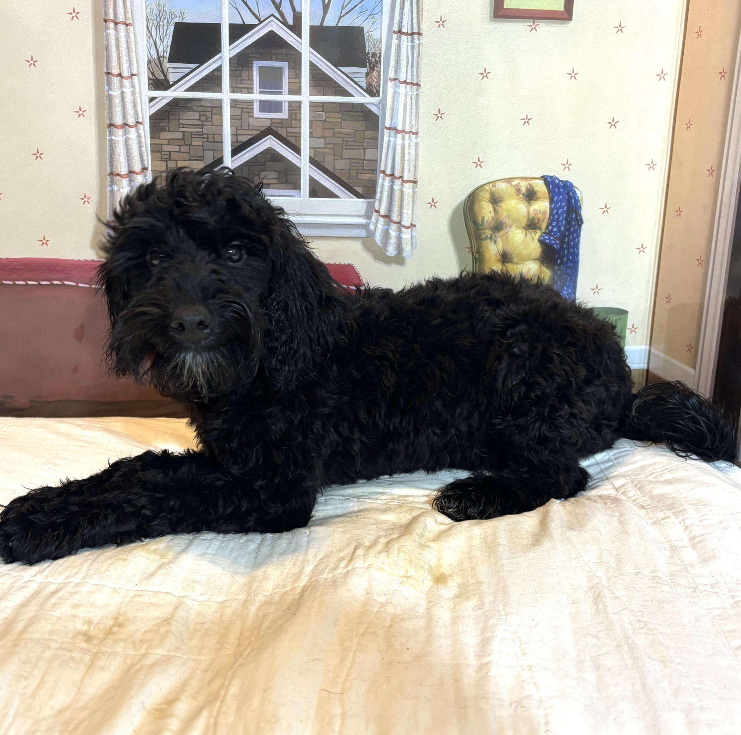 LUCKY – Toy Schnoodle $1800