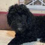 LUCKY – Toy Schnoodle $1800