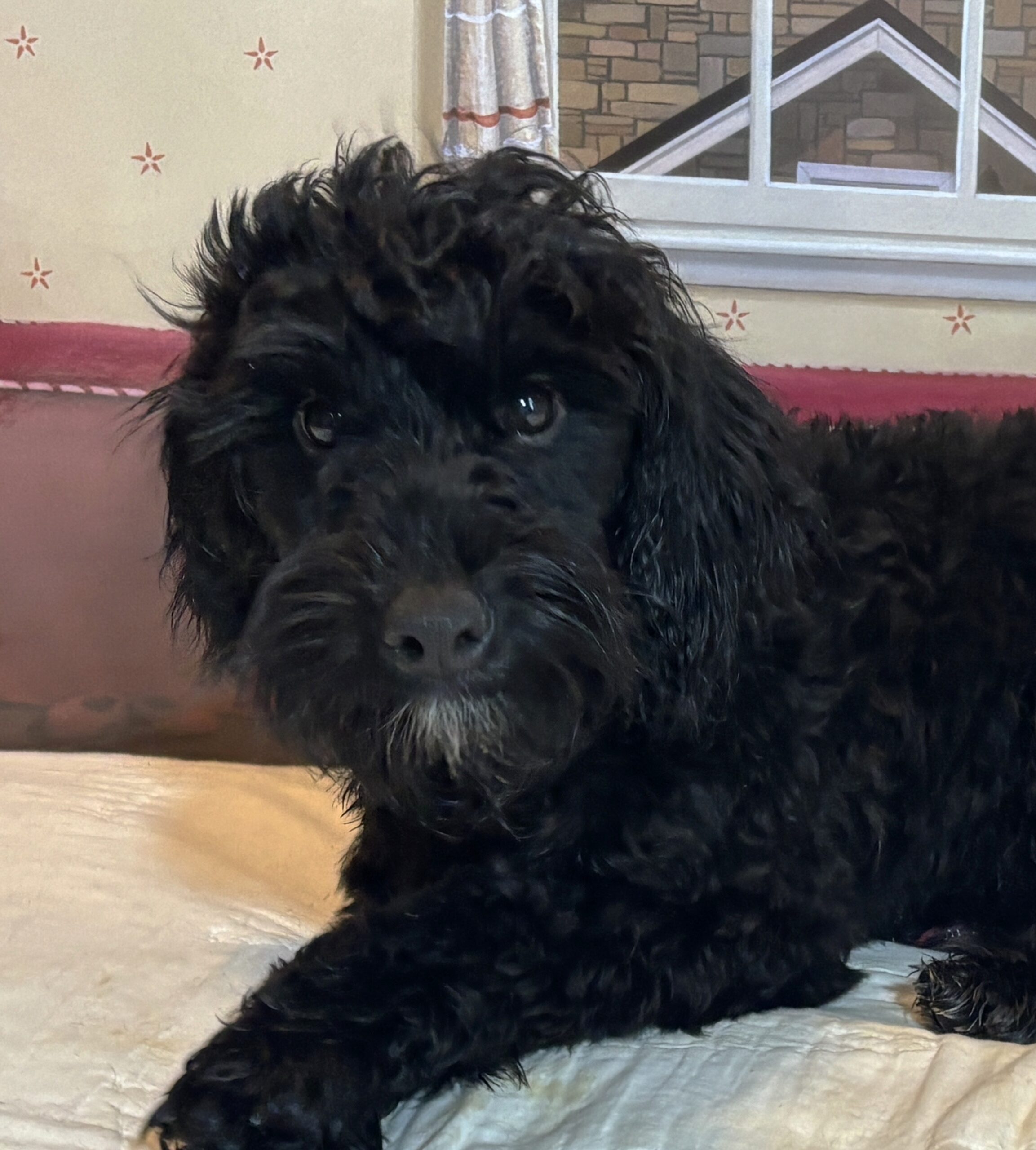 LUCKY – Toy Schnoodle $1800