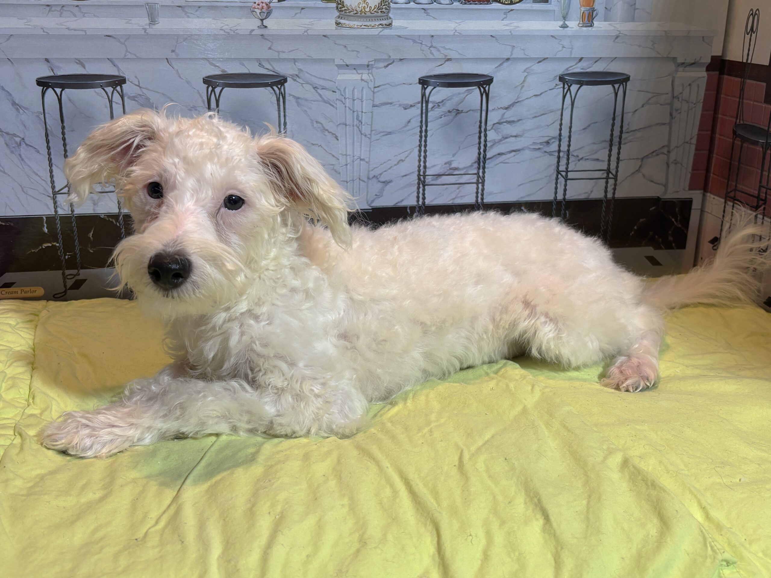 OLAF – Miniature Schnoodle $1800