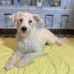 OLAF – Miniature Schnoodle $1800