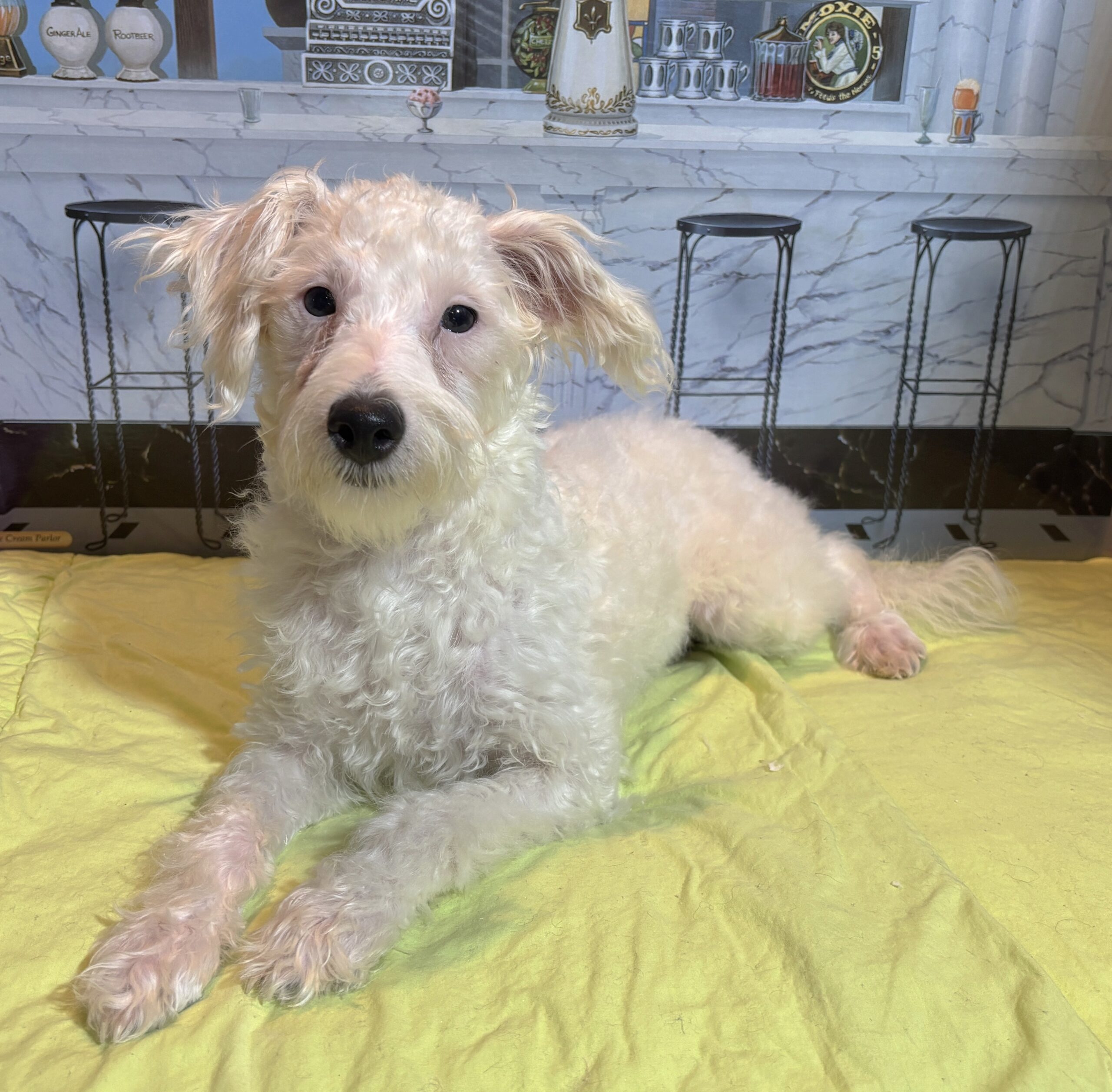 OLAF – Miniature Schnoodle $1800