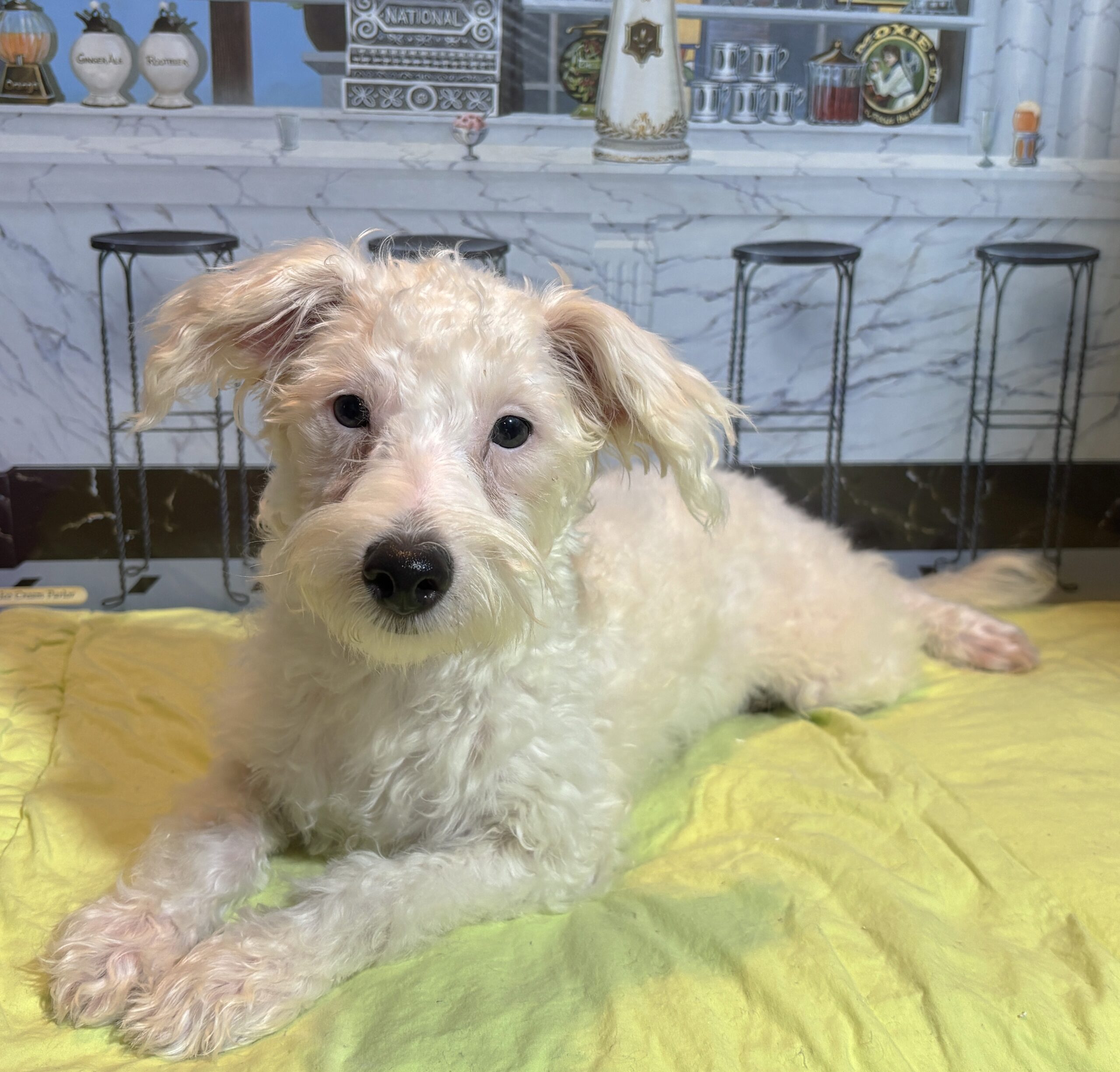 OLAF – Miniature Schnoodle $1800