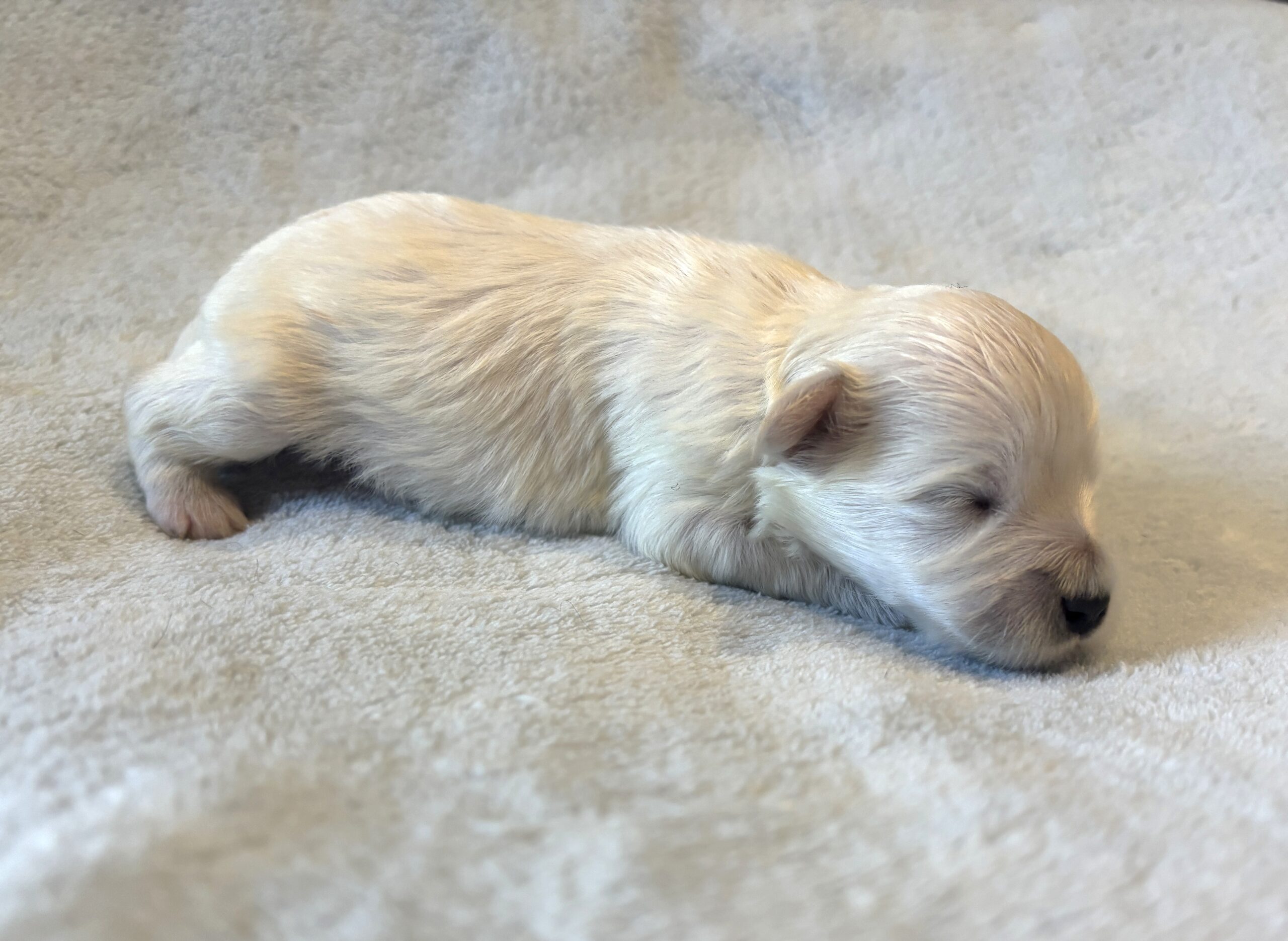 BARNEY – Bichon Mix $1800