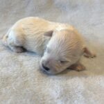 BARNEY – Bichon Mix $1800