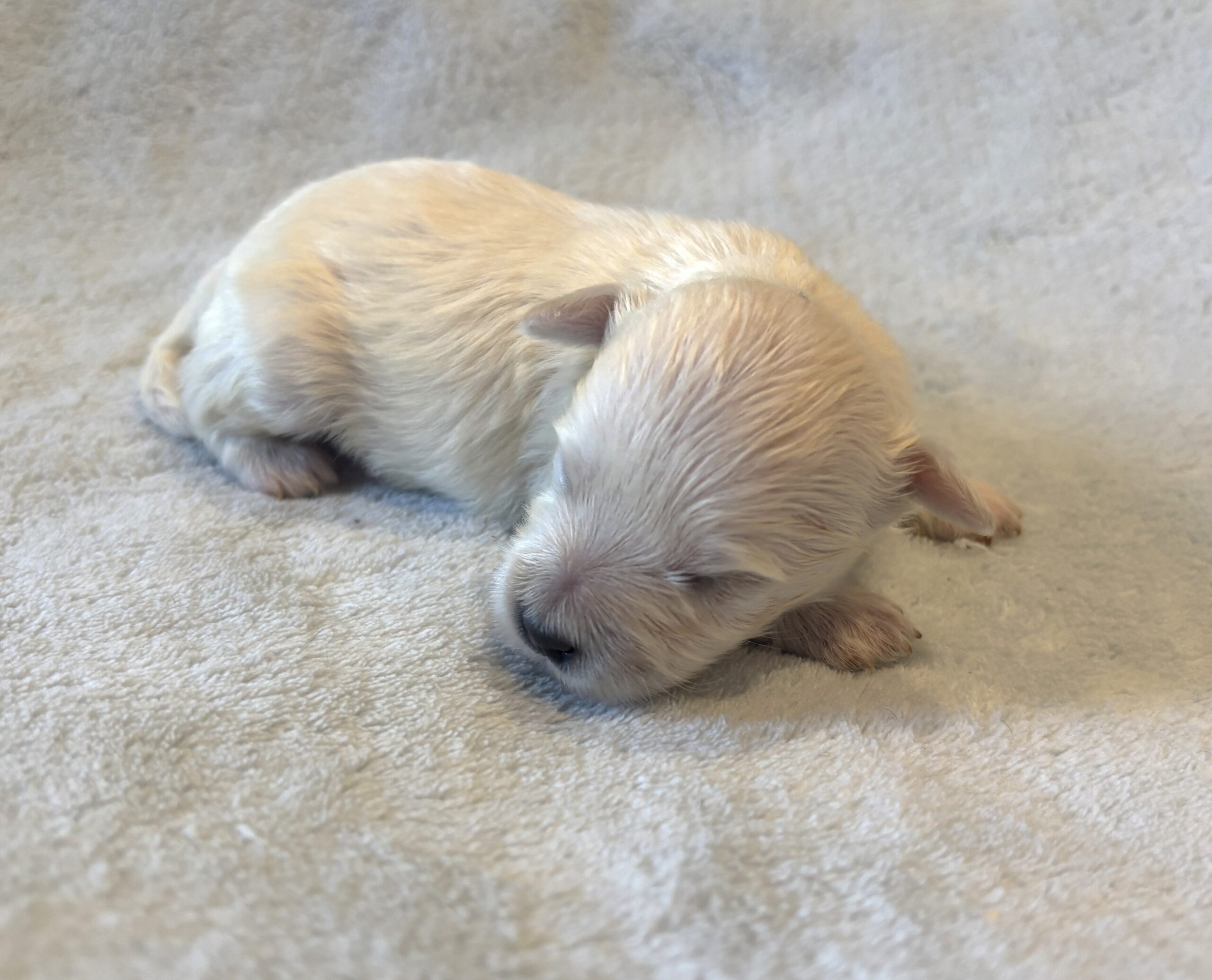 BARNEY – Bichon Mix $1800