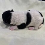 DAISY – Miniature Schnoodle $2300