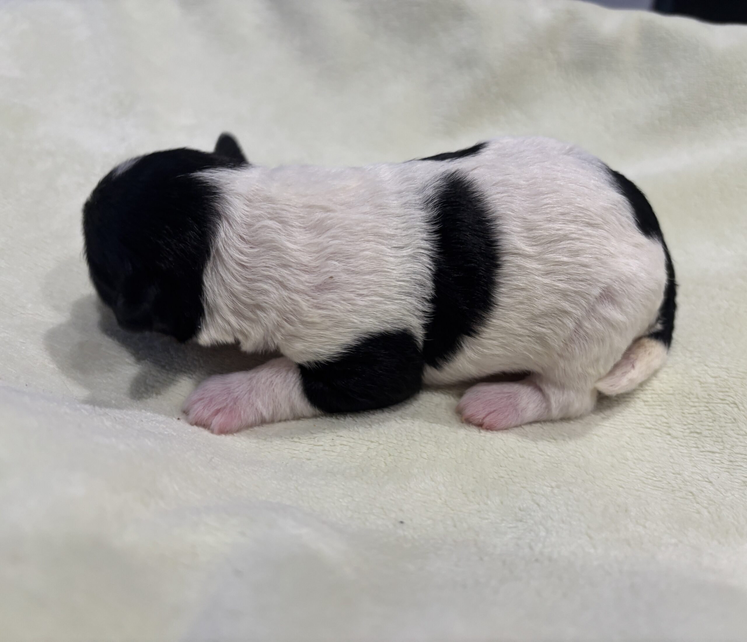 DAISY – Miniature Schnoodle $2300