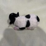 DAISY – Miniature Schnoodle $2300