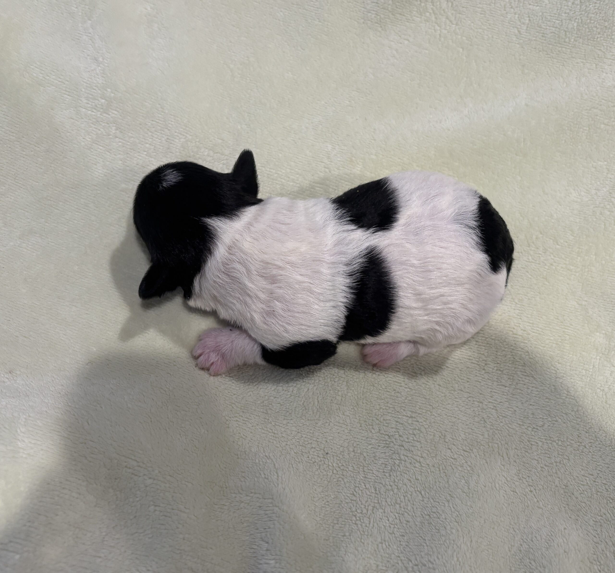 DAISY – Miniature Schnoodle $2300