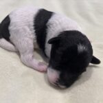 DAISY – Miniature Schnoodle $2300