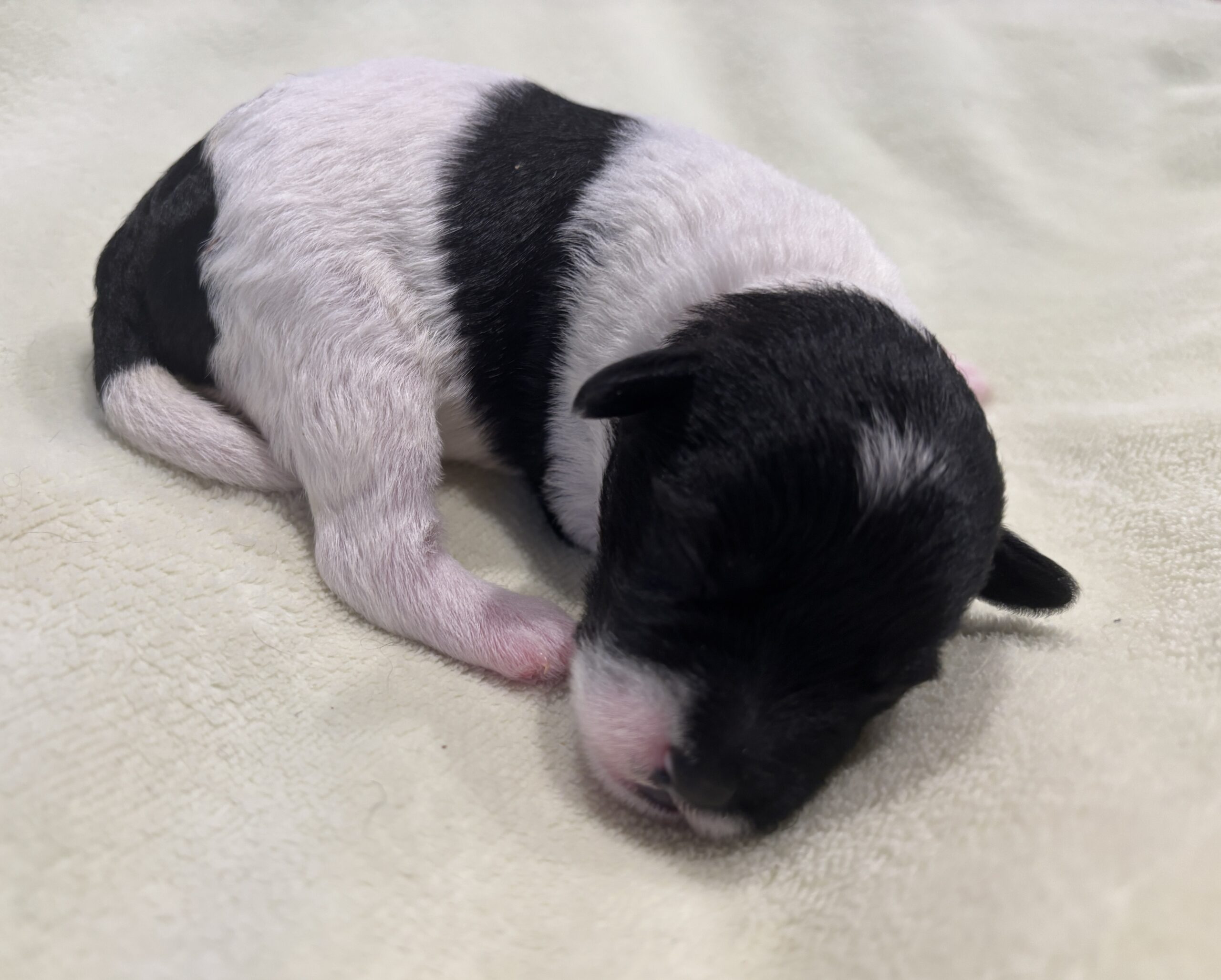 DAISY – Miniature Schnoodle $2300