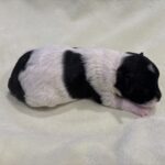 DAISY – Miniature Schnoodle $2300