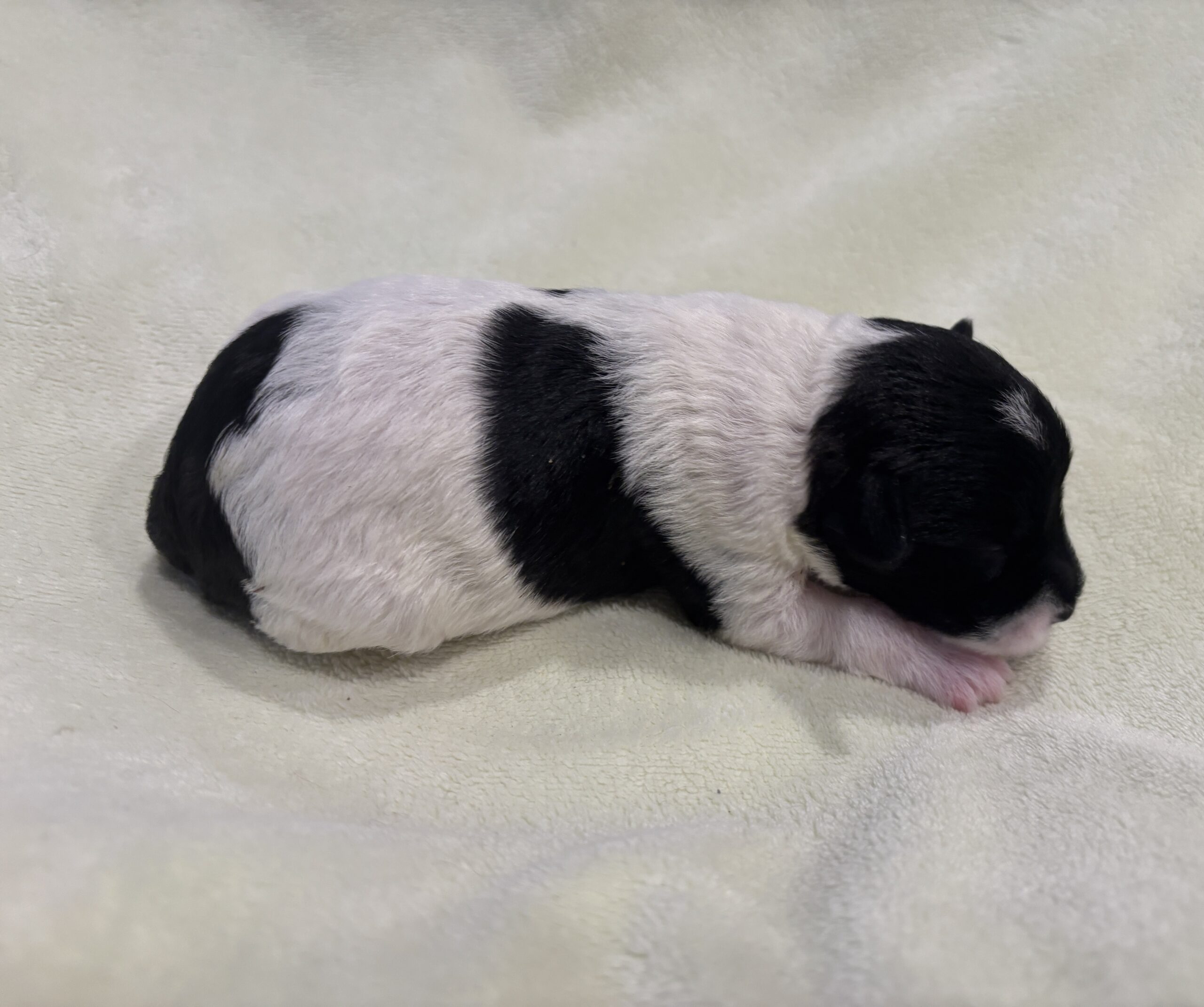 DAISY – Miniature Schnoodle $2300