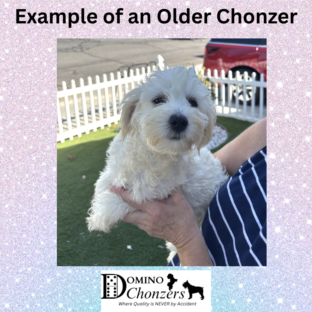 PEBBLES – Bichon Mix $1800