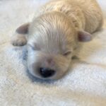 FRED – Bichon Mix $1800