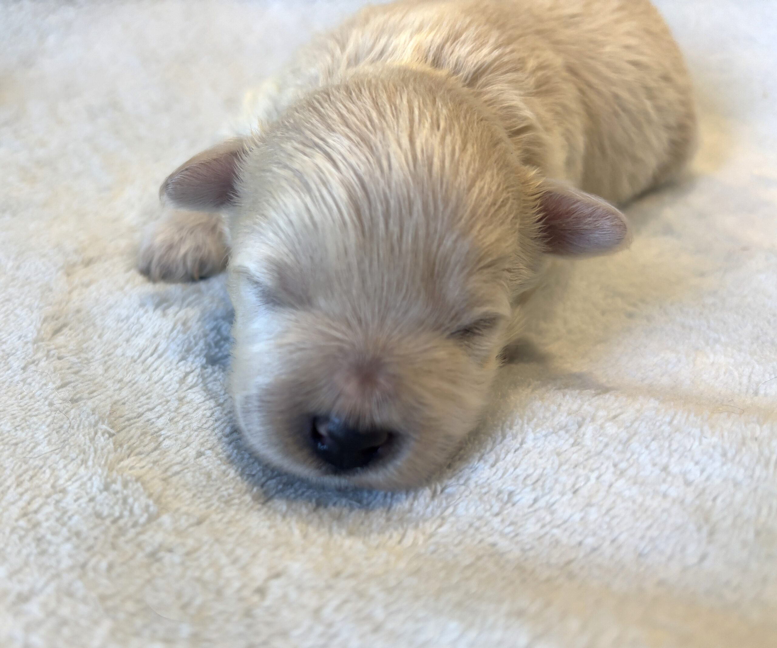 FRED – Bichon Mix $1800