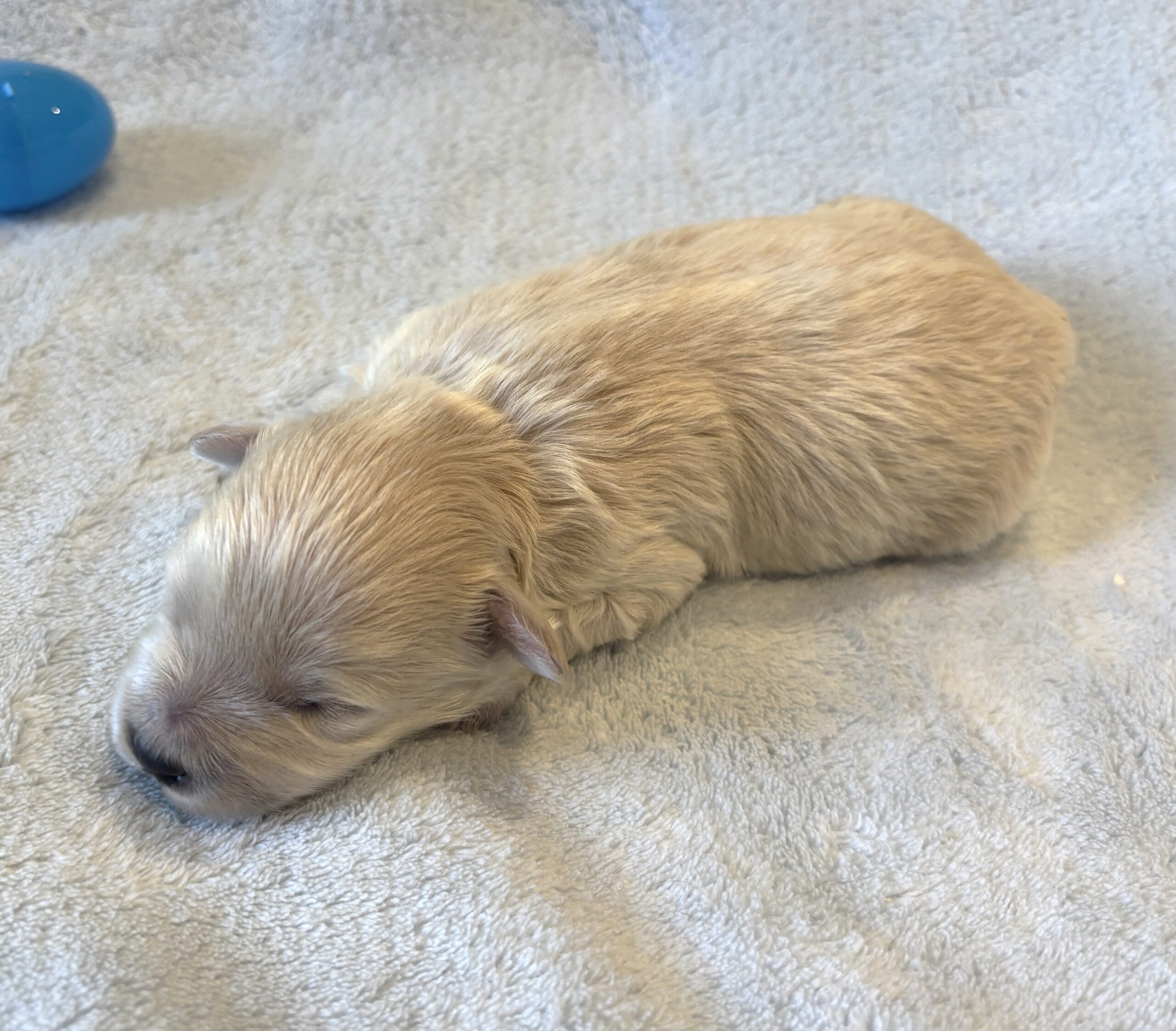 FRED – Bichon Mix $1800