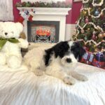 HOPE – Miniature Schnoodle $2300