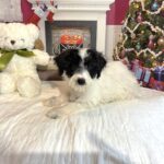 HOPE – Miniature Schnoodle $2300