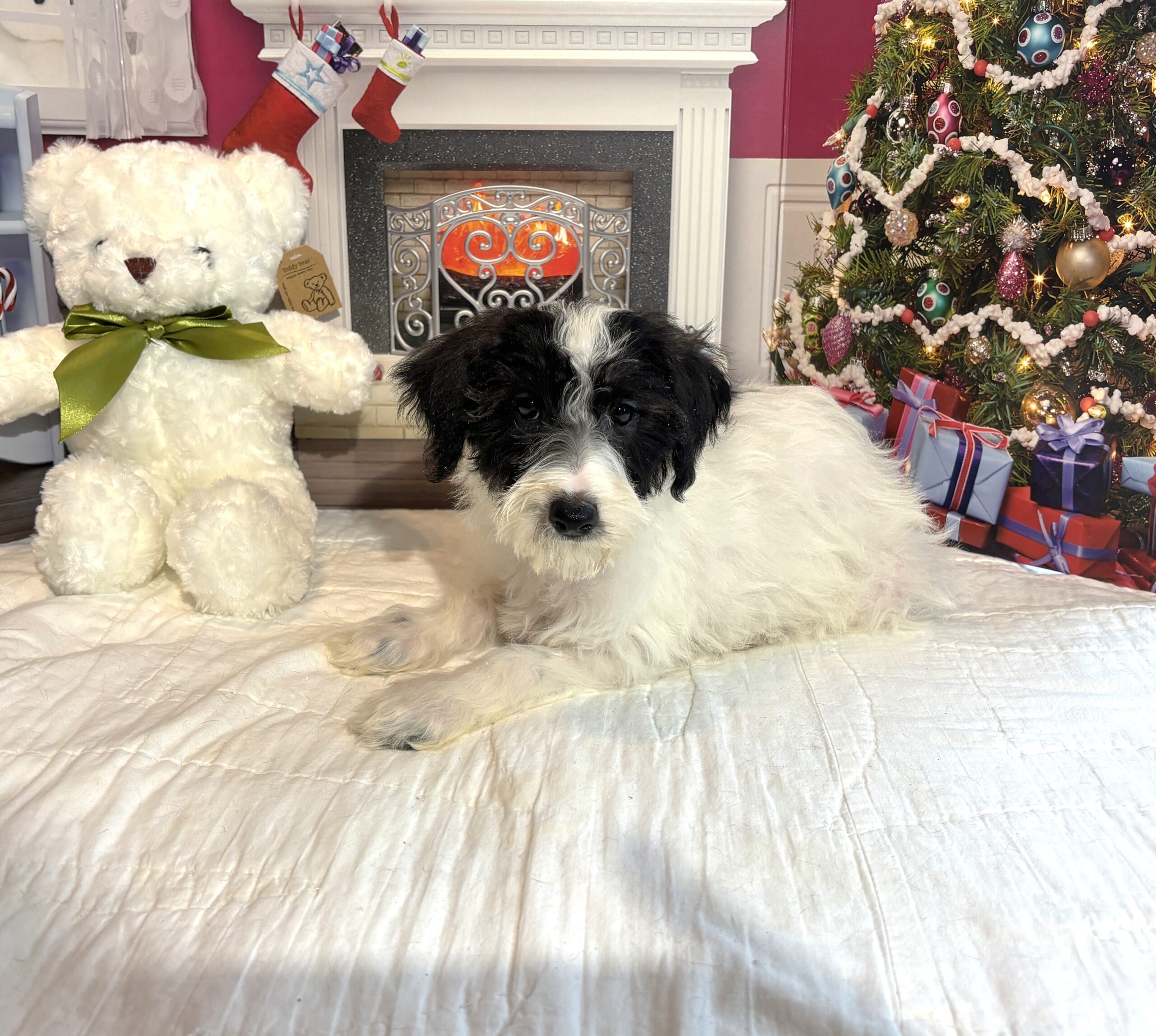 HOPE – Miniature Schnoodle $2300