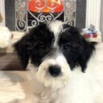 HOPE – Miniature Schnoodle $2300