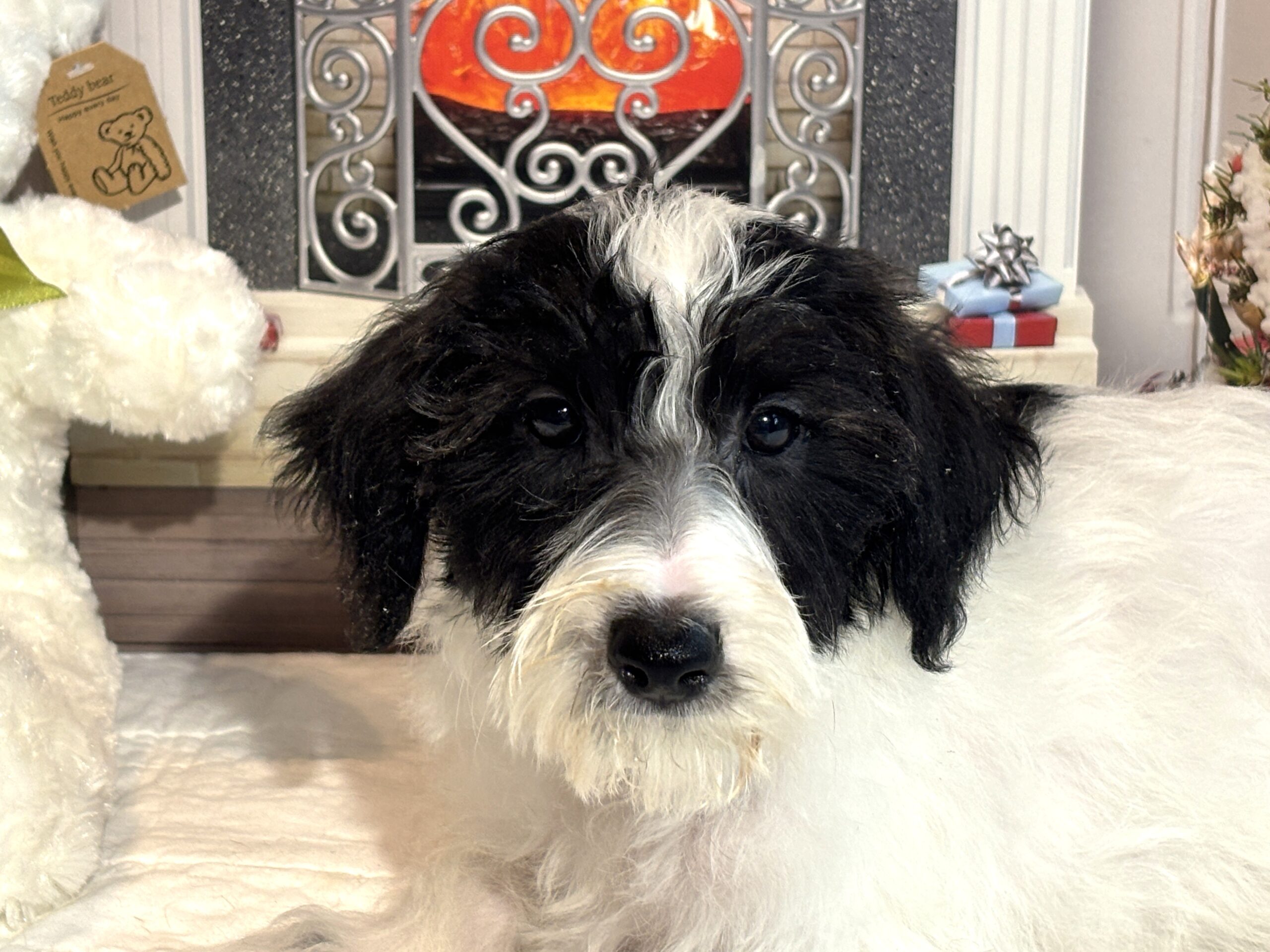 HOPE – Miniature Schnoodle $2300