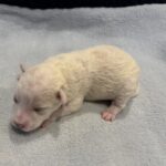 HUNTER – Miniature Schnoodle $2000