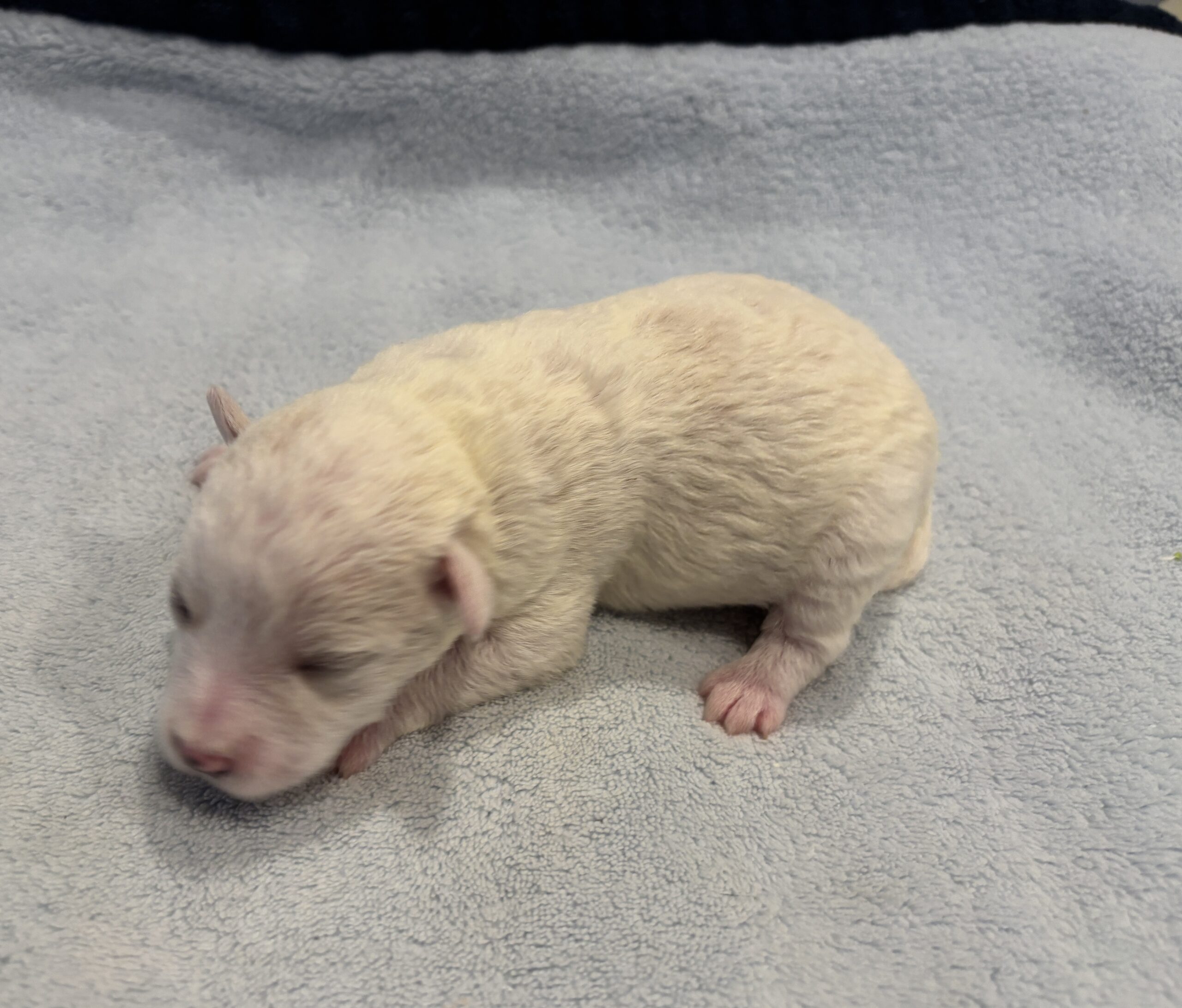 HUNTER – Miniature Schnoodle $2000