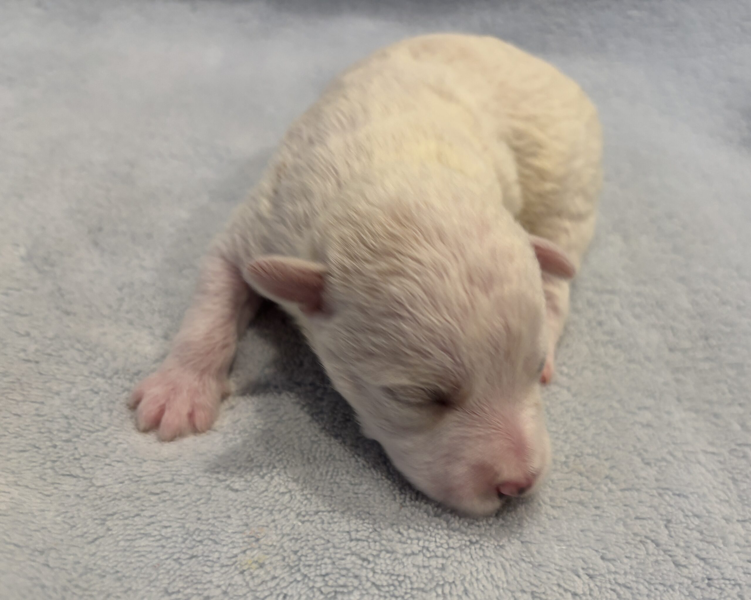 HUNTER – Miniature Schnoodle $2000