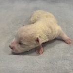 HUNTER – Miniature Schnoodle $2000