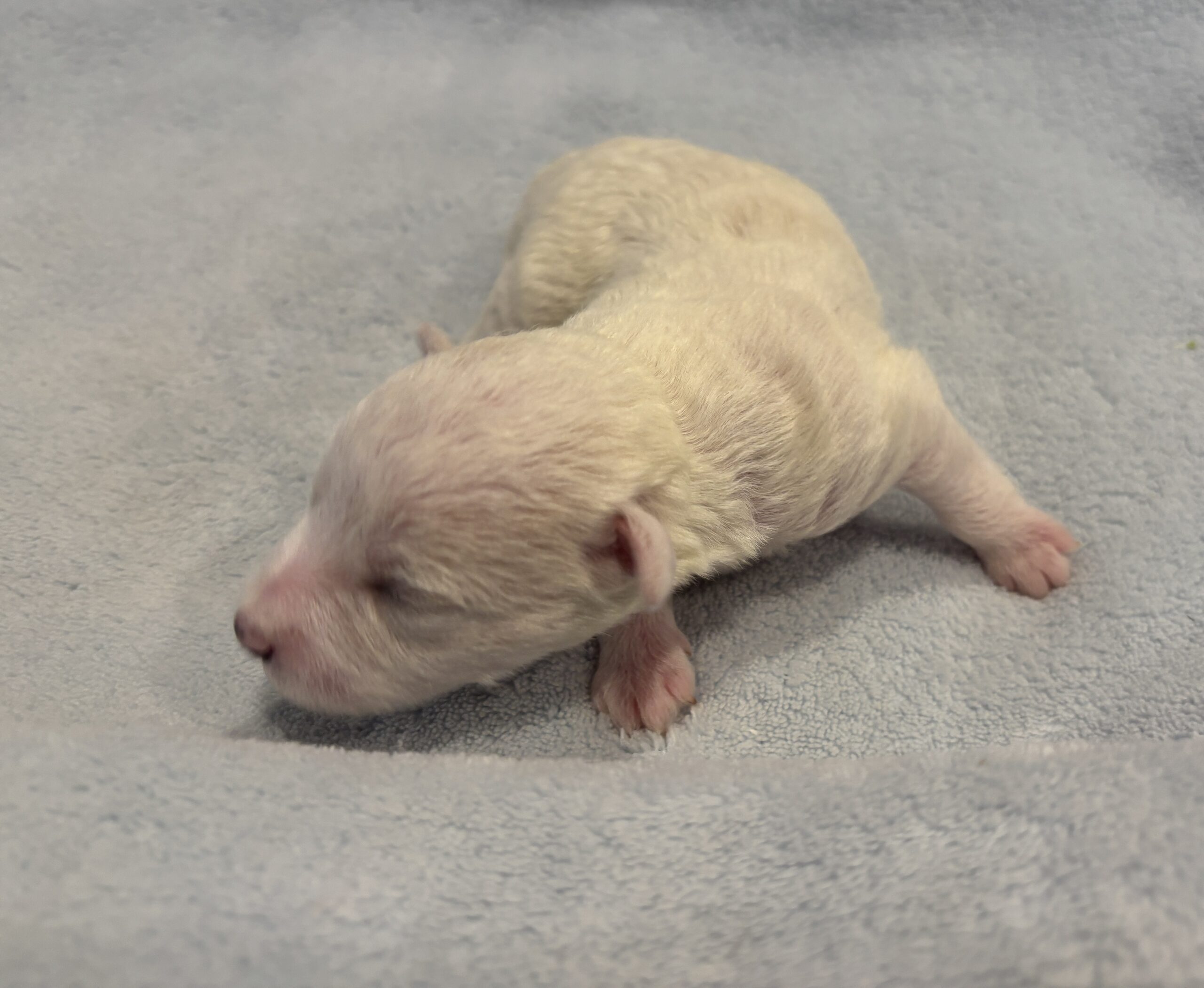 HUNTER – Miniature Schnoodle $2000