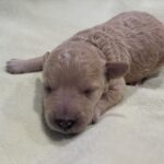 LOKI – Miniature Schnoodle $2500