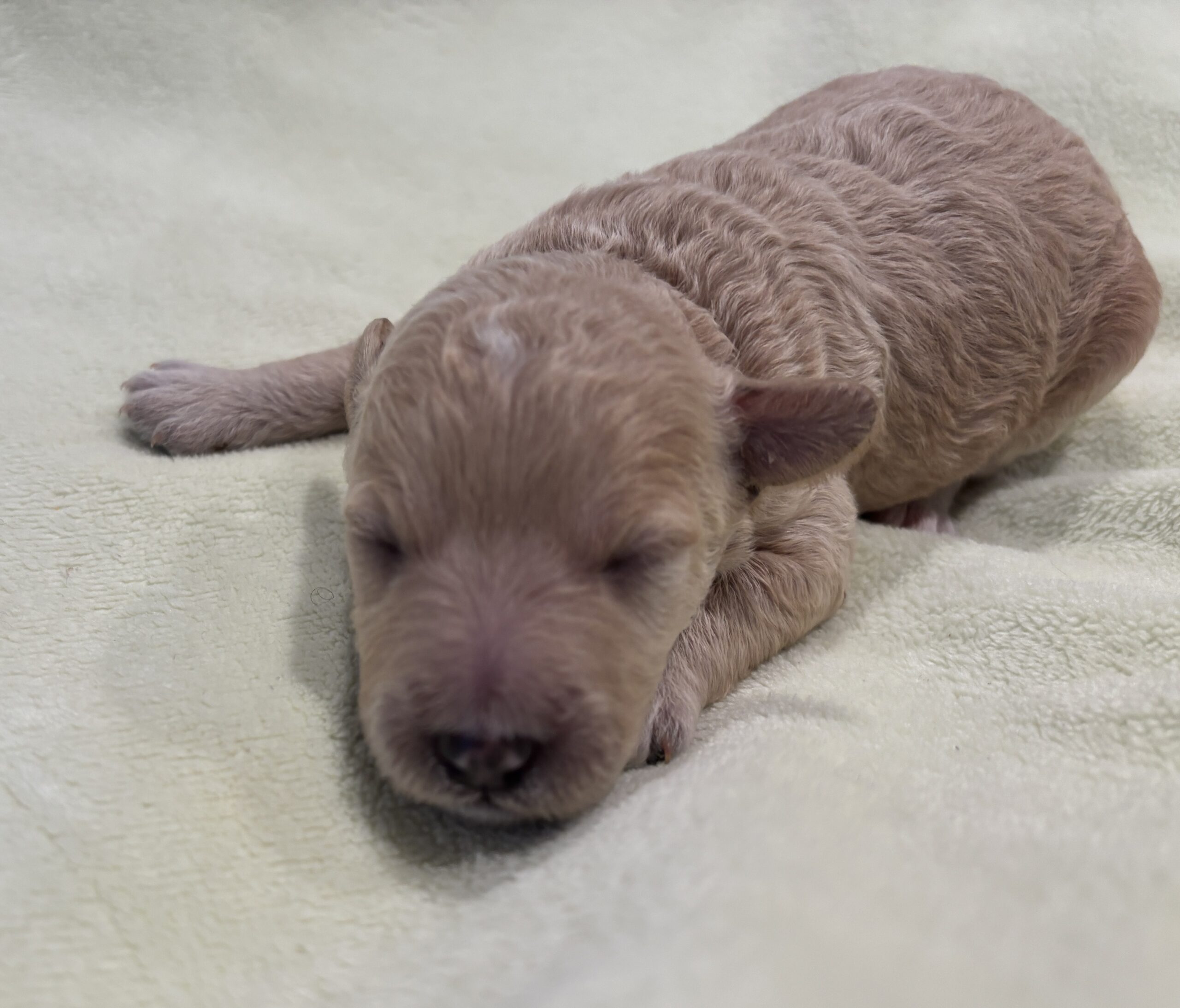 LOKI – Miniature Schnoodle $2500