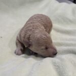 LOKI – Miniature Schnoodle $2500