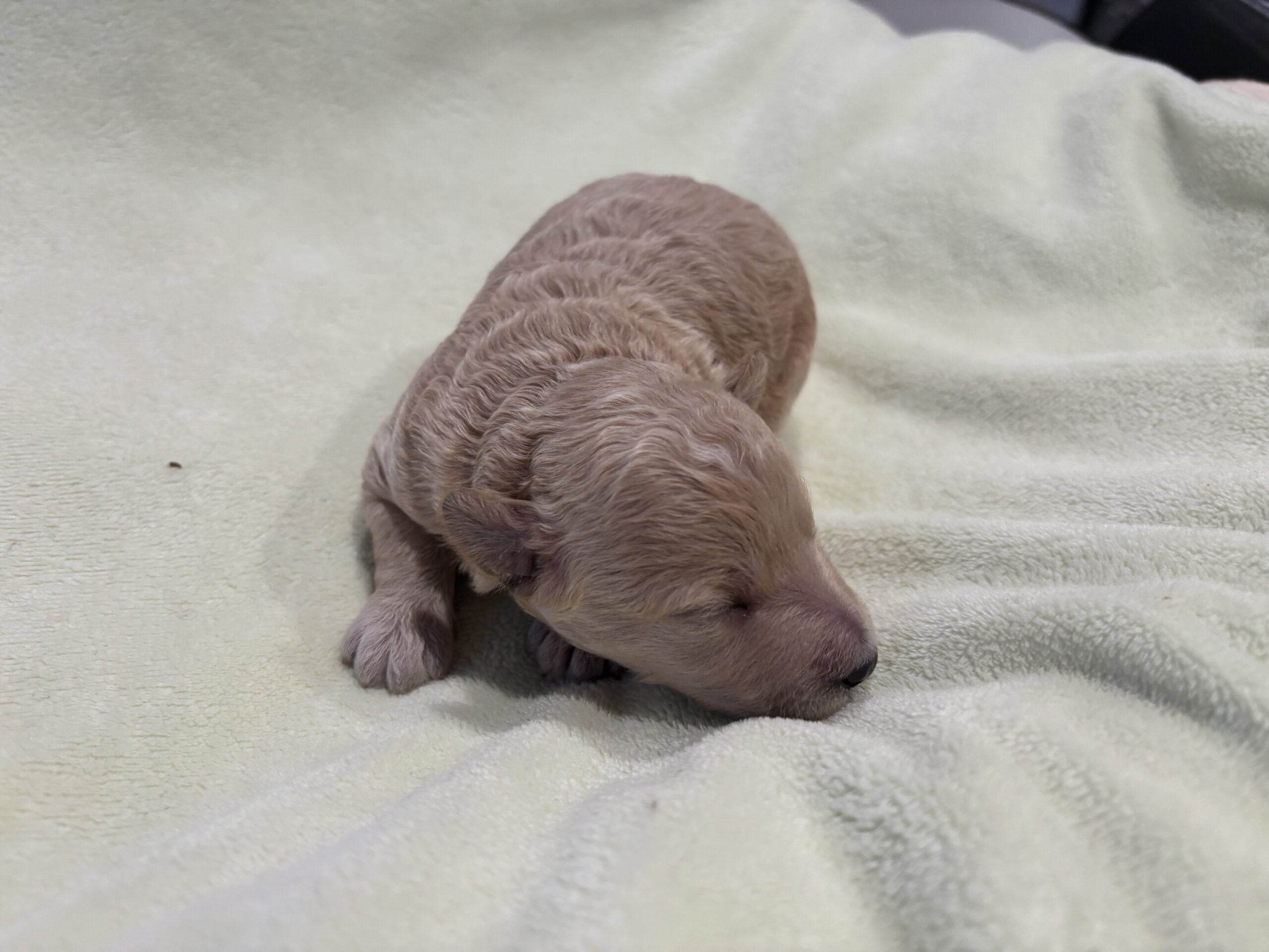 LOKI – Miniature Schnoodle $2500