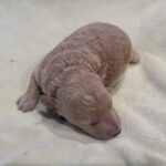 LOKI – Miniature Schnoodle $2500