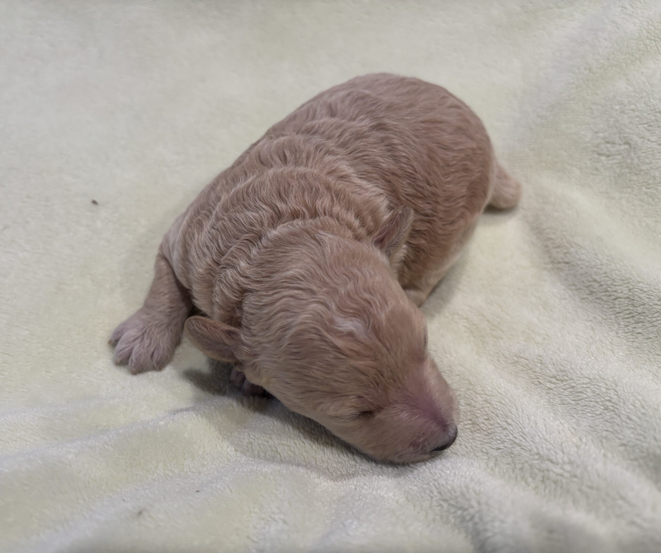 LOKI – Miniature Schnoodle $2500