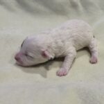 LOLA – Miniature Schnoodle $2300