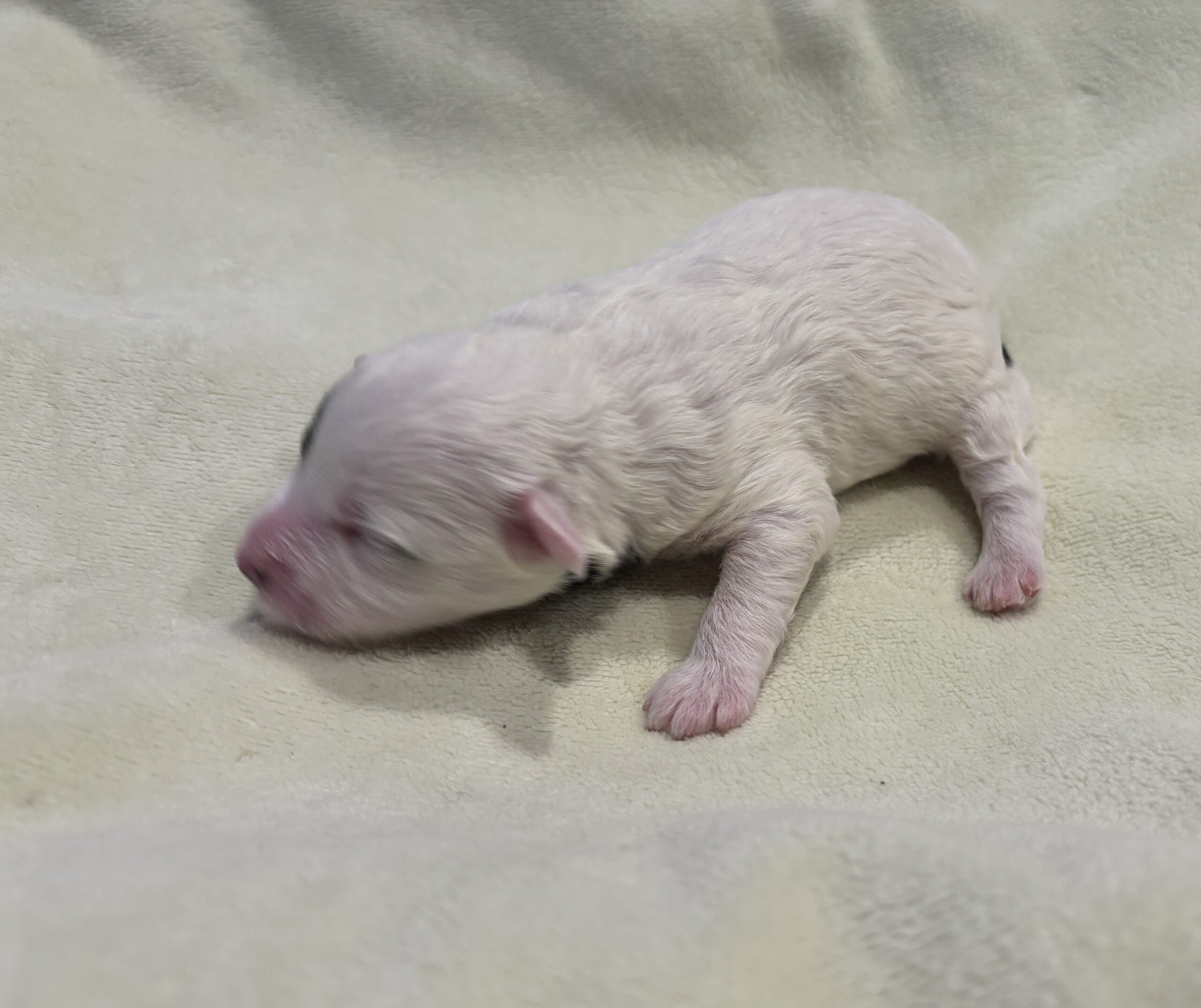 LOLA – Miniature Schnoodle $2300