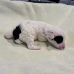 LOLA – Miniature Schnoodle $2300