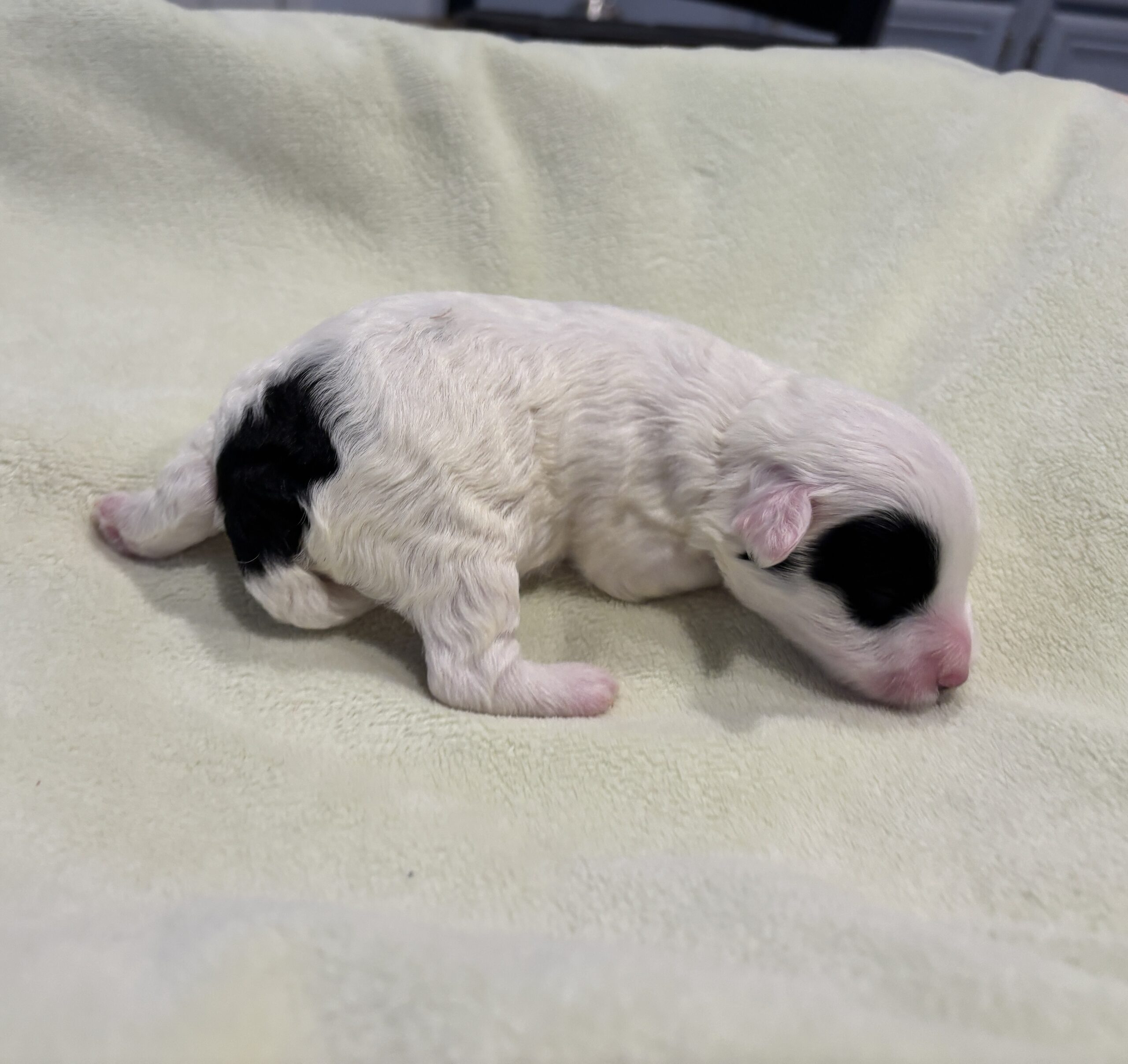 LOLA – Miniature Schnoodle $2300