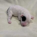 LOLA – Miniature Schnoodle $2300