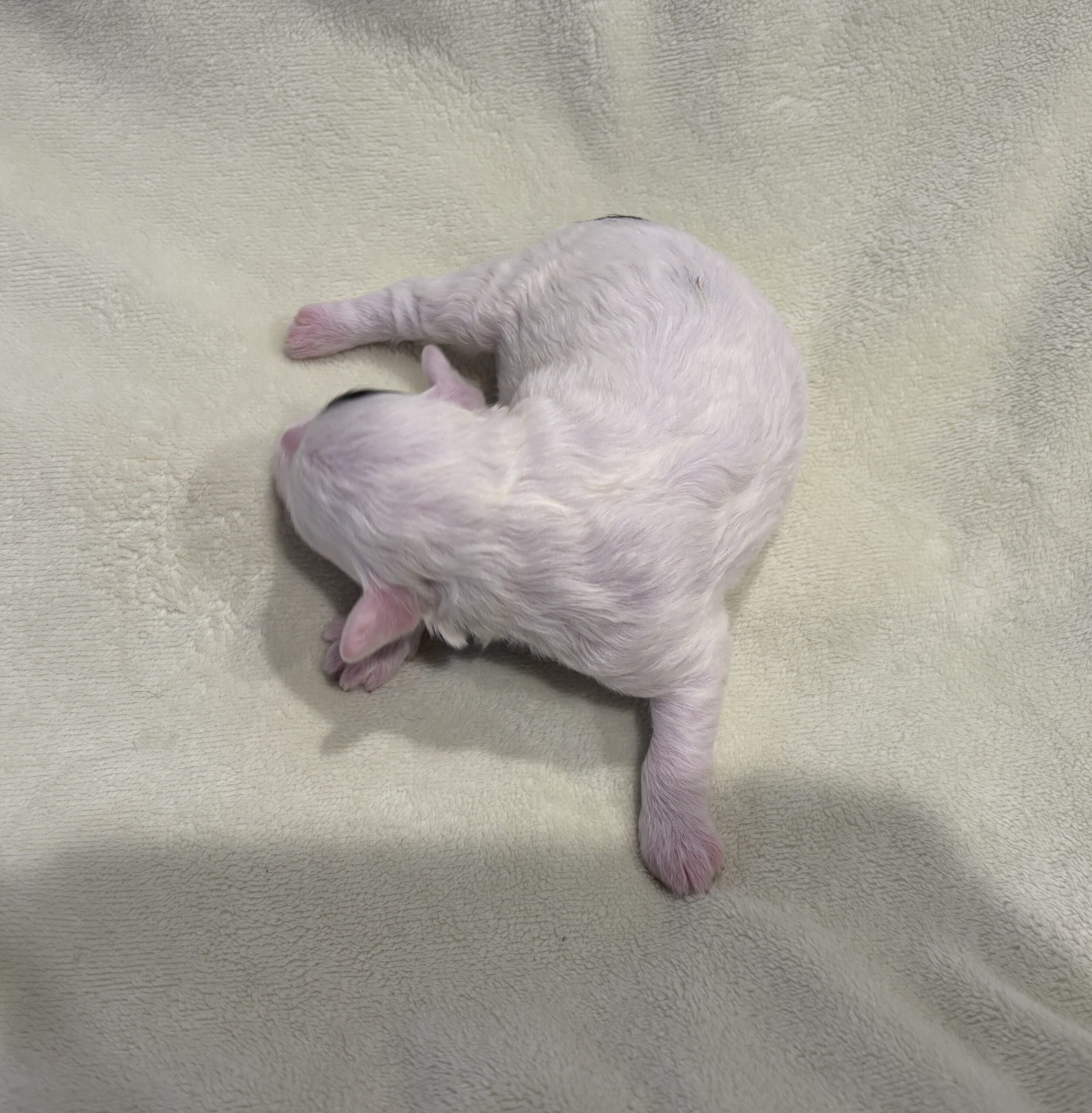 LOLA – Miniature Schnoodle $2300