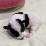 MOLLY – Miniature Schnoodle $2300