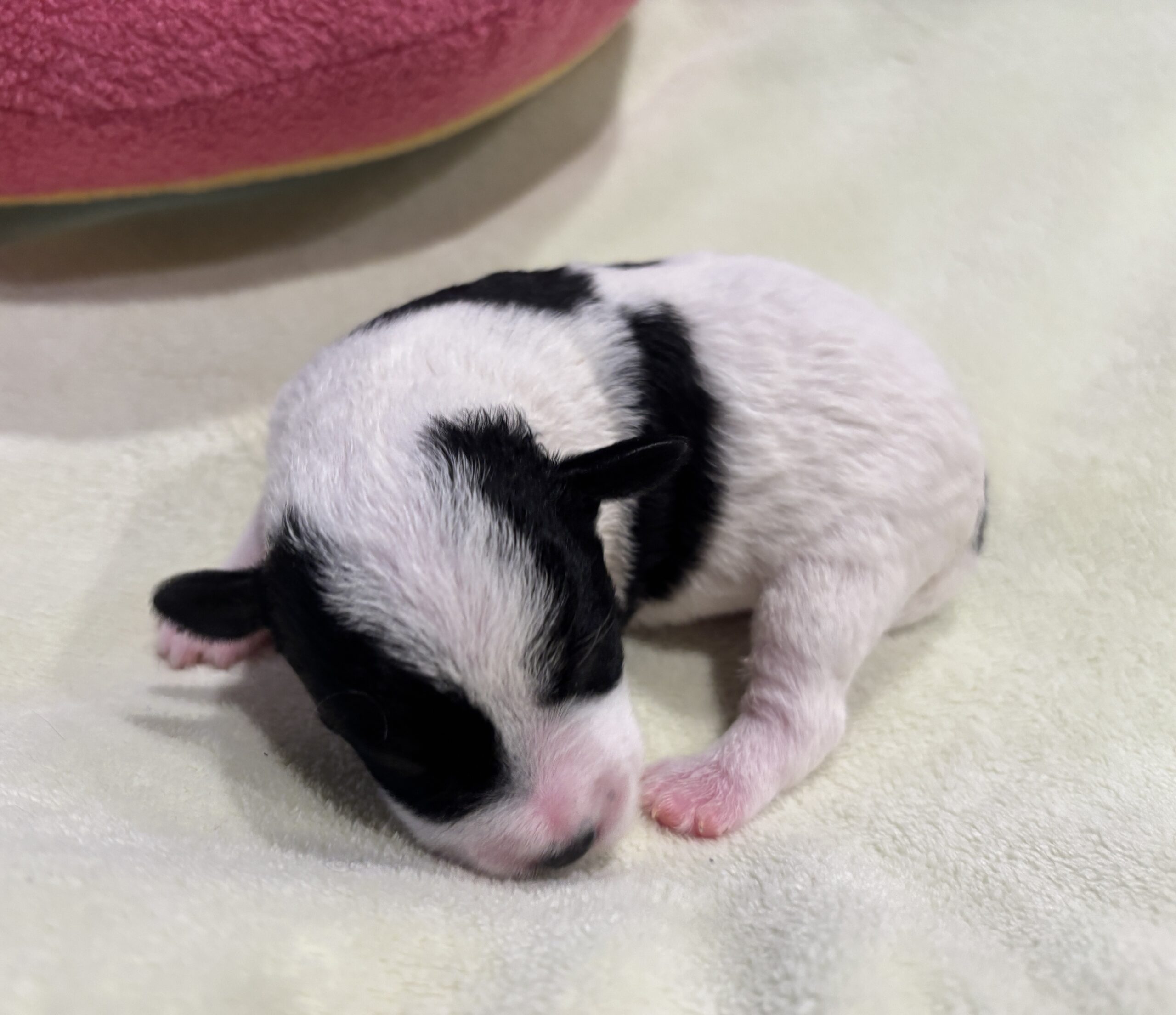 MOLLY – Miniature Schnoodle $2300