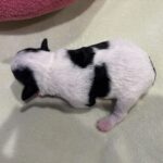 MOLLY – Miniature Schnoodle $2300