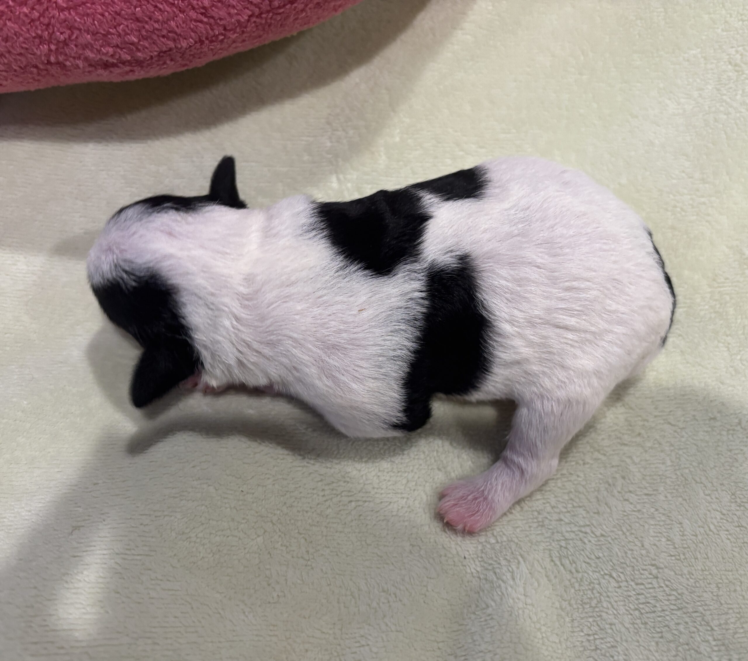 MOLLY – Miniature Schnoodle $2300